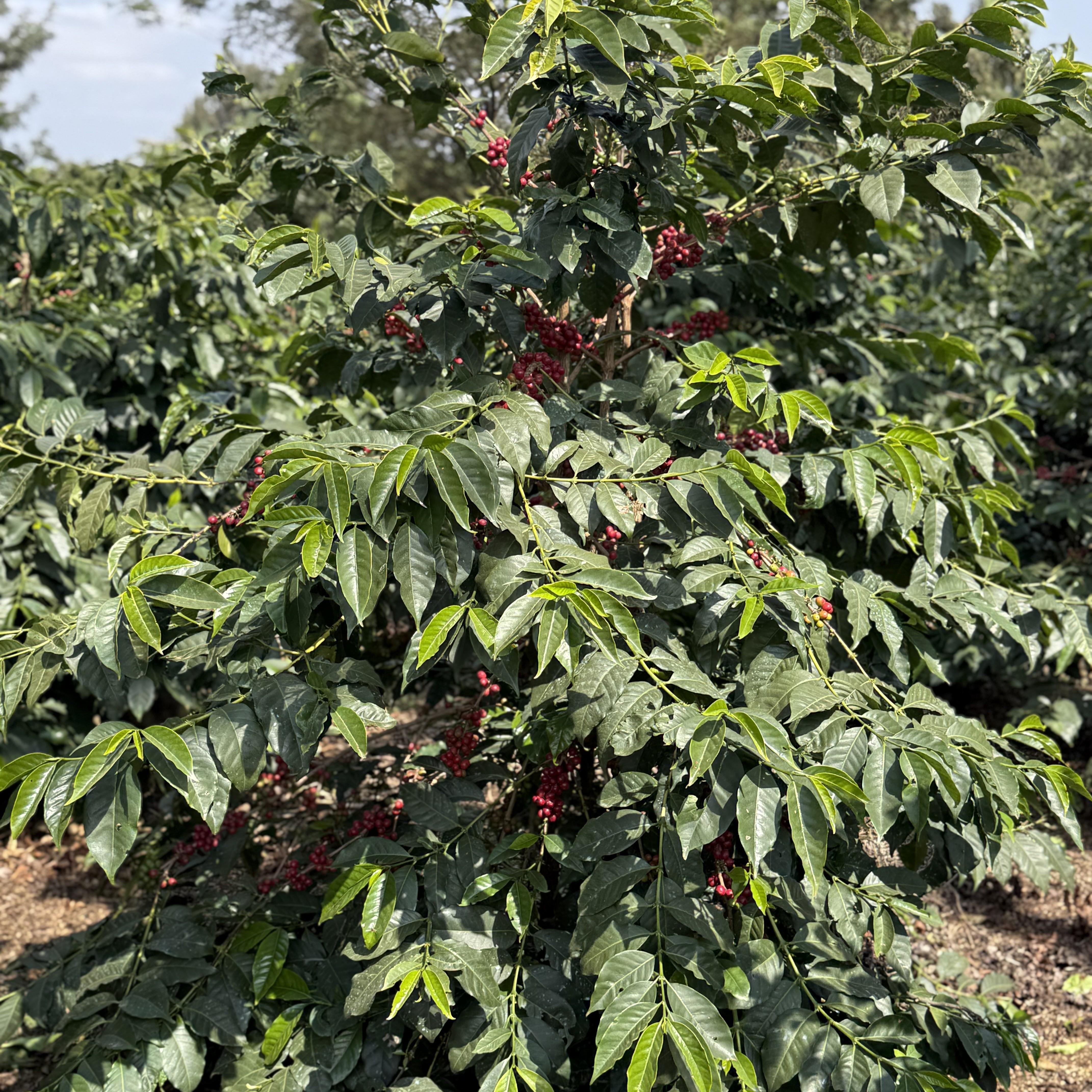 Tanzania Acacia Hills Natural AA(25/26年クロップ) | ORIGIN